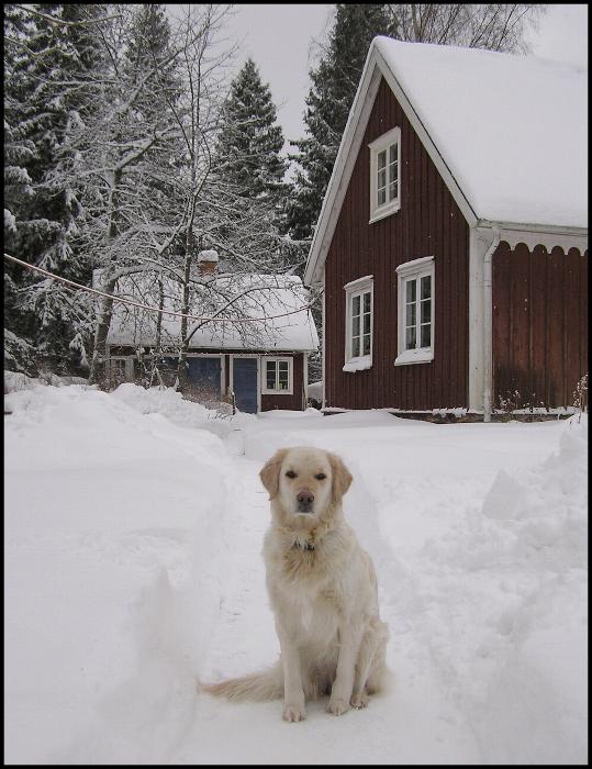 Foto - Carl Gustaf Olofsson 3 februari 2010