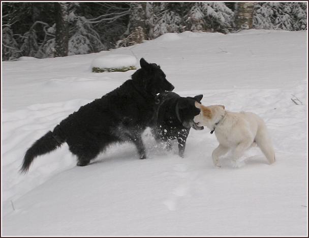 Foto: Carl Gustaf Olofsson - 30 dec 2005